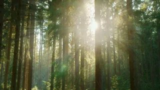 Meditation Informed Therapy