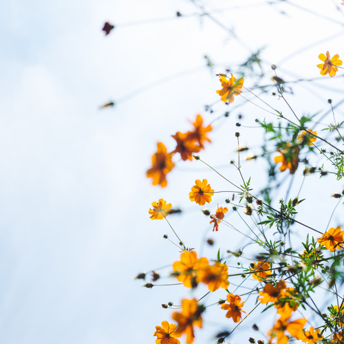 Anxious to Calm: 12 Week 1-on-1 Health Coaching Course