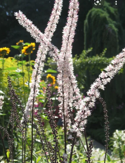 Herbal Medicine Initial Consultation For Peri/Menopause