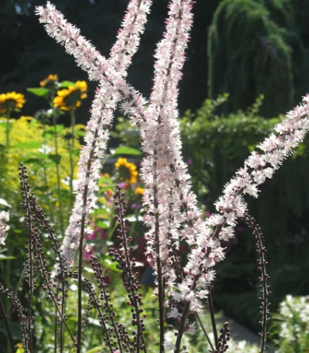 Herbal Medicine Initial Consultation For Peri/Menopause