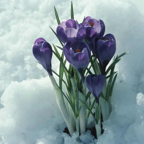 Empowerment Coaching for New Beginnings: Thriving After a Chronic Diagnosis