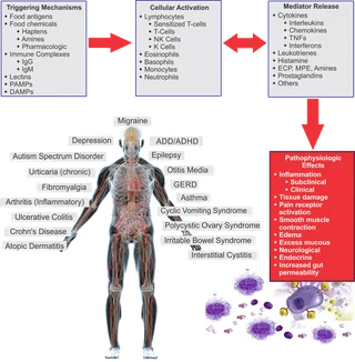 Inflammatory Food Testing
