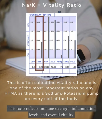 HTMA Testing + Interpretation