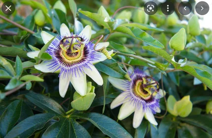 Herbal Medicine Initial Consultation For Anxiety, Depression, and Nervous System Support