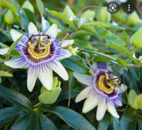 Herbal Medicine Initial Consultation For Anxiety, Depression, and Nervous System Support