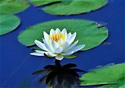Waterlily Wellness Profile