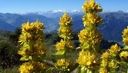  Herbal Medicine Initial Consultation For Mind Health and Improved Mental Clarity