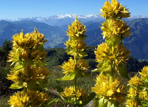  Herbal Medicine Initial Consultation For Mind Health and Improved Mental Clarity