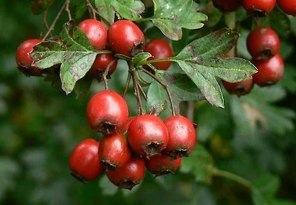Herbal Medicine Initial Consultation For Cardiovascular Health