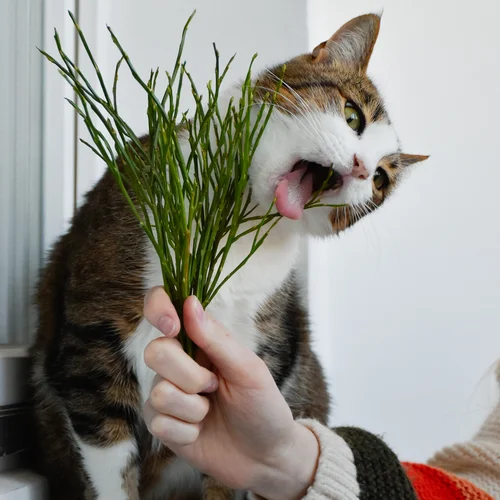 Herbs for Your Pets