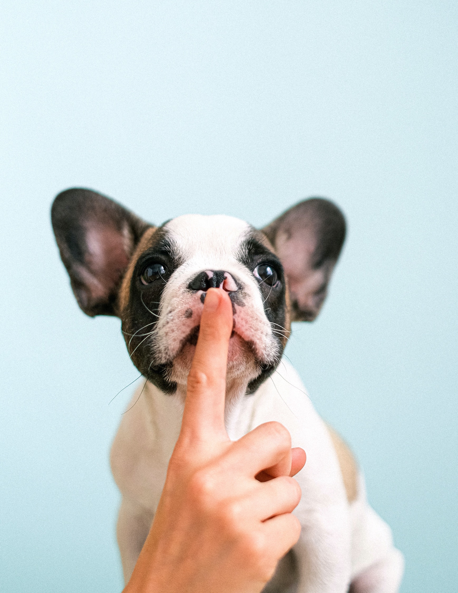 Pet Health