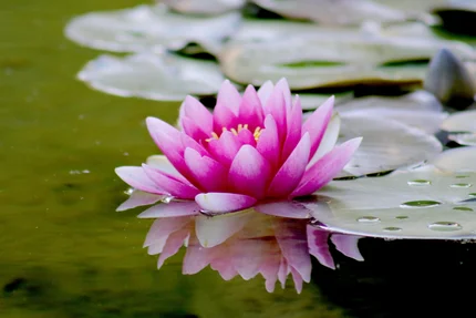 iRest Yoga Nidra Individual Guided Meditation by Zoom