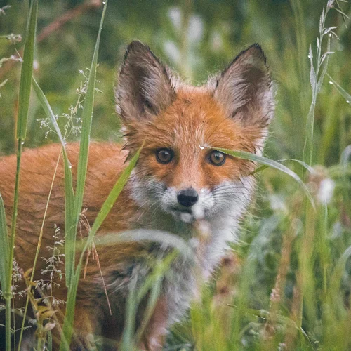 Shamanic Shapeshifting (Fox)