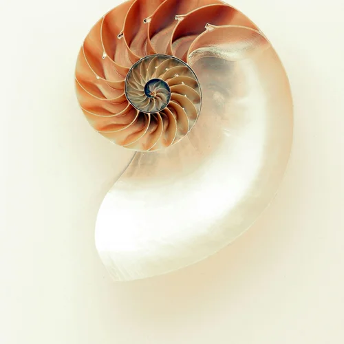 Seashell Oracle Cartomancy