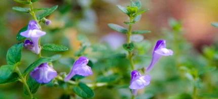 Herbal Medicine Initial Consultation For Sleep and Improved Energy